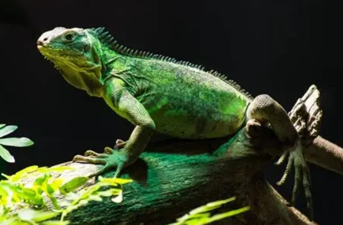 動物輸入法規修正