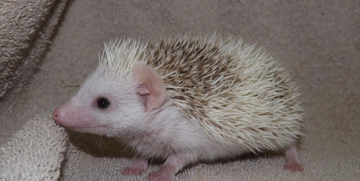 非洲迷你刺蝟飼養