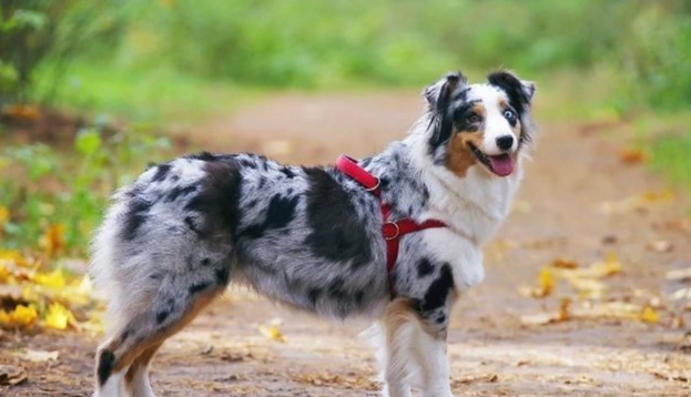 澳牧毛色種類 澳牧毛色種類