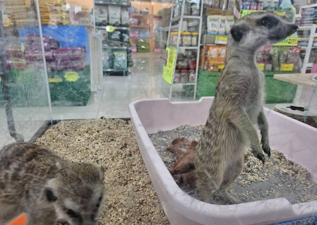 禁止飼養動物列表