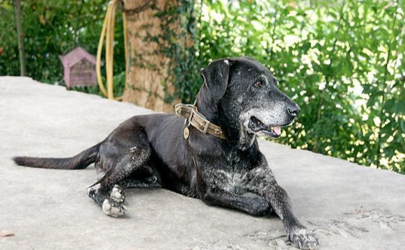 狗狗乳腺瘤疼痛