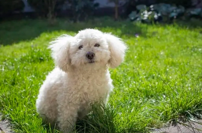 比熊犬平均壽命