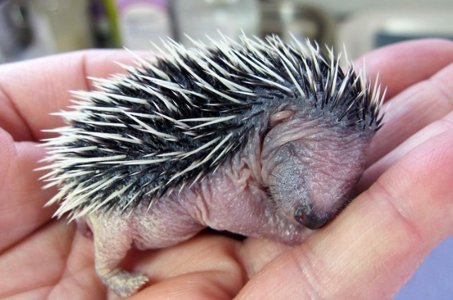 刺猬健康問題