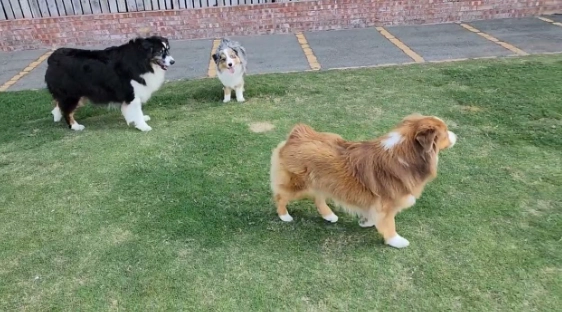 美國牧羊犬訓練 美國牧羊犬訓練