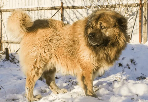 高加索犬健康 高加索犬健康