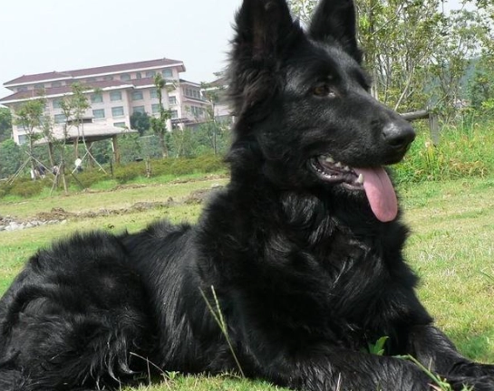 美國牧羊犬訓練 美國牧羊犬訓練