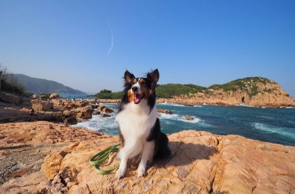 澳洲牧羊犬飼養