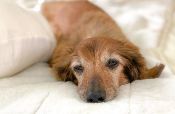 寵物腫瘤破裂處理