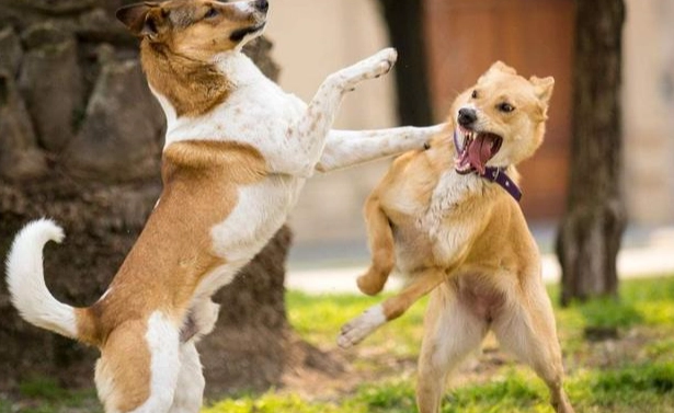 護主犬品種 護主犬品種
