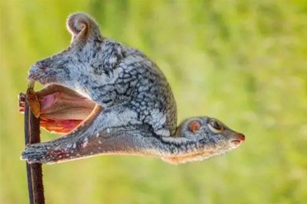 鼯猴飲食 鼯猴飲食
