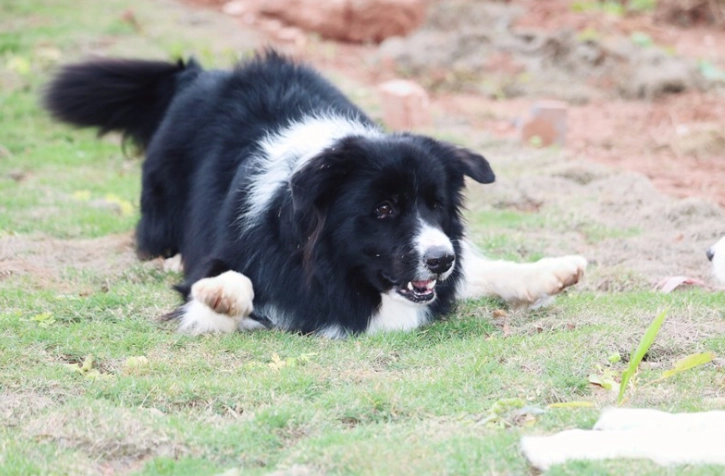 澳洲牧羊犬飼養