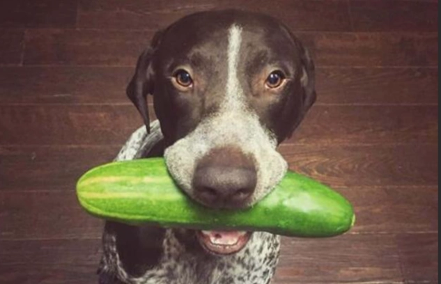 分離焦慮症治療