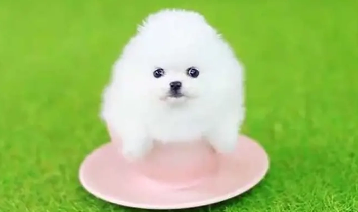 茶杯犬健康問題