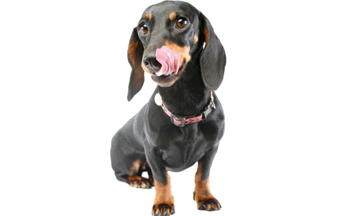 臘腸狗肥胖預防