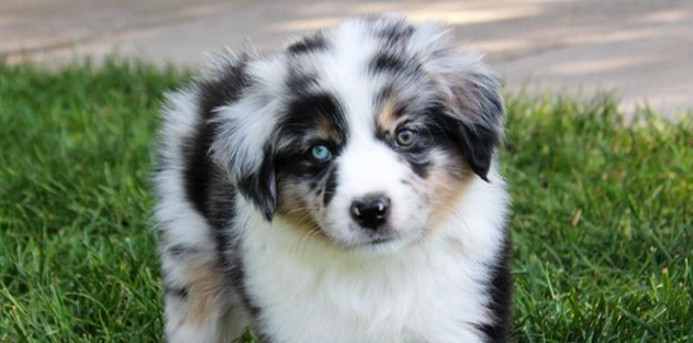 迷你美國牧羊犬飼養