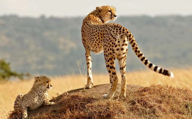 台灣農業部法規