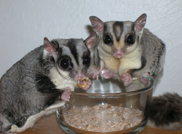 蜜袋鼯飲食昆蟲