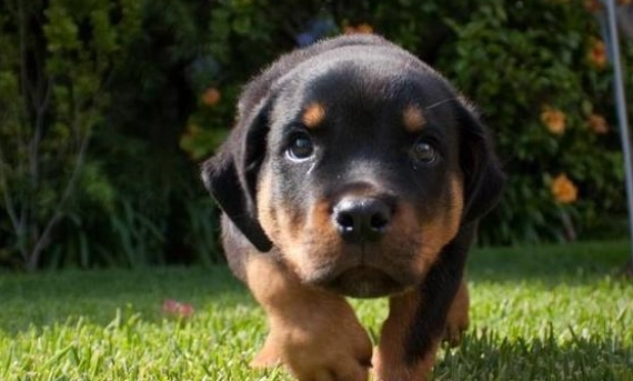 如何延長羅威納壽命