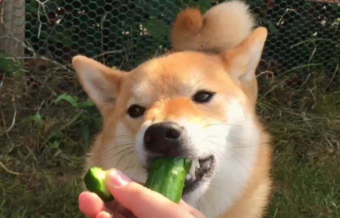 分離焦慮症治療