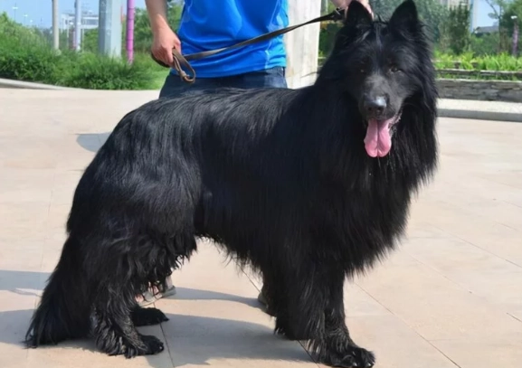 黑色犬健康管理 黑色犬健康管理