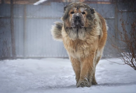 高加索犬性格 高加索犬性格