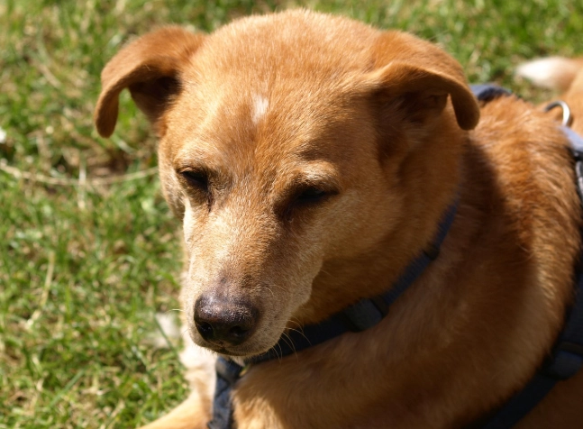 老狗瘦到皮包骨原因