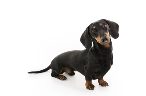 短毛臘腸狗 健康