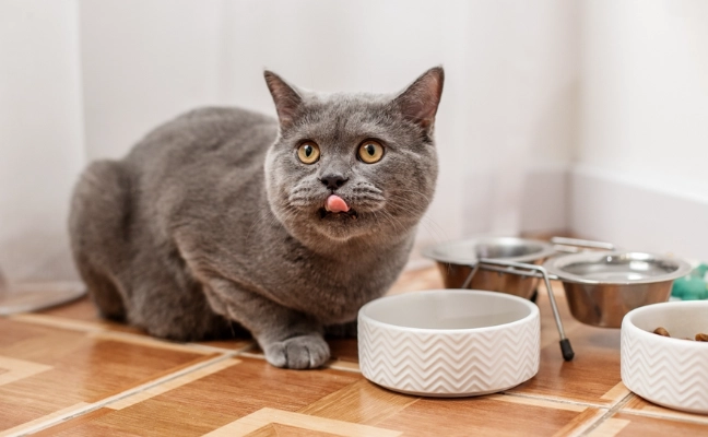 南瓜對貓的影響