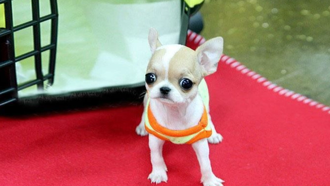 吉娃娃訓練方法