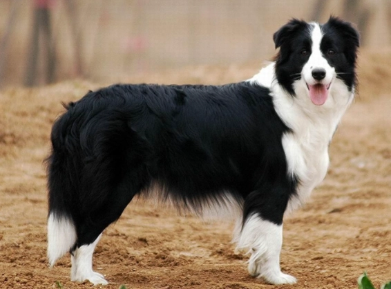 牧羊犬智商測試 牧羊犬智商測試