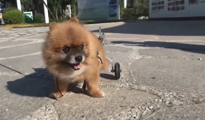 狗狗乳腺瘤手術