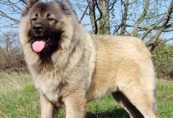 凶猛狗品种排名