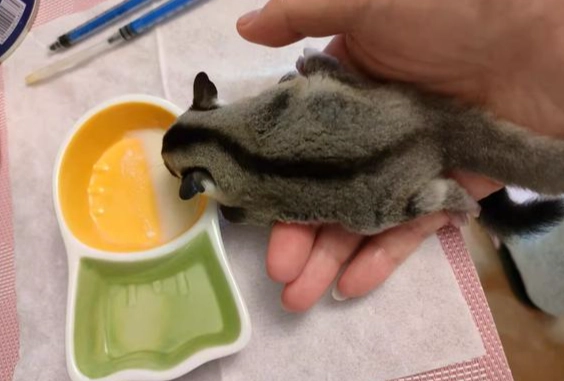 蜜袋鼯餵食頻率