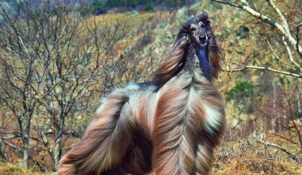 最強戰鬥力犬種