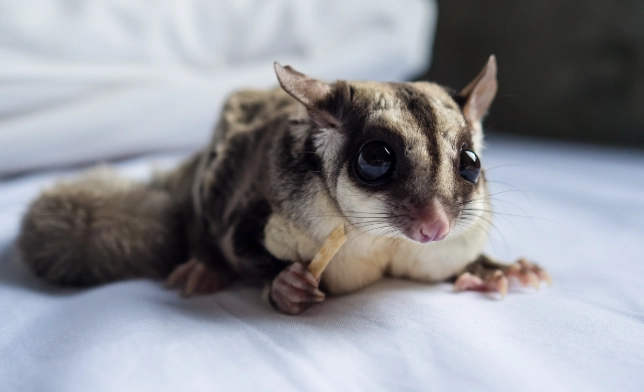 火龍果對蜜袋鼯影響 火龍果對蜜袋鼯影響