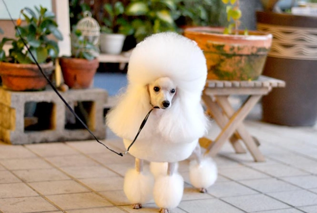 玩具貴賓狗體重控制 玩具貴賓狗體重控制