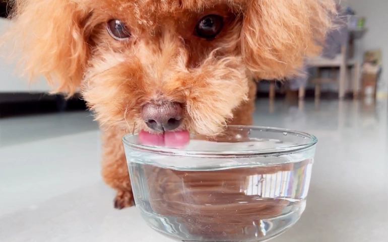 如何增加狗狗喝水量