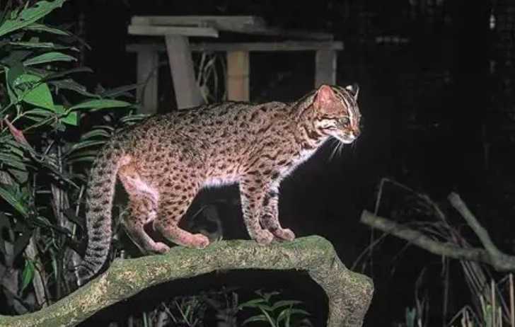 禁止飼養寵物法律