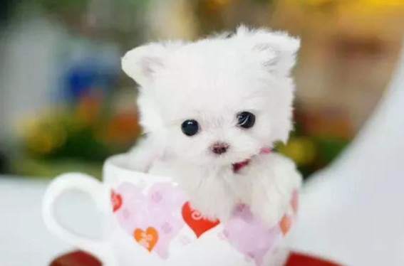 茶杯犬飼養