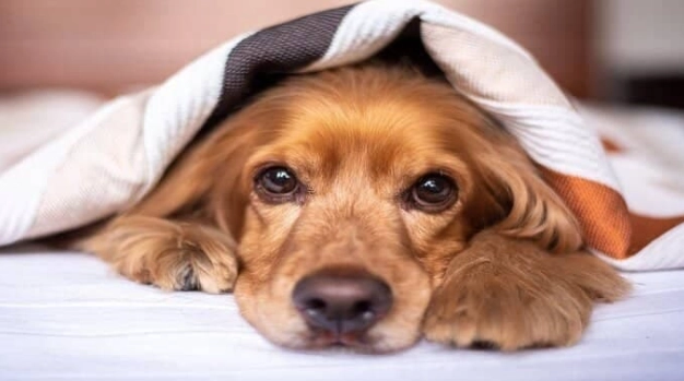 狗狗懶洋洋原因