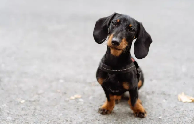 臘腸狗飼養技巧 臘腸狗飼養技巧