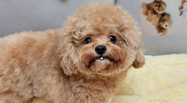 玩具貴賓犬缺點