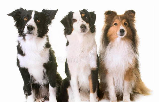 迷你美國牧羊犬飼養