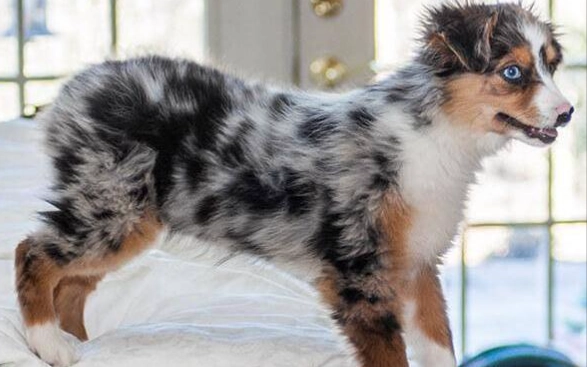 迷你美國牧羊犬品種