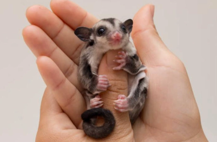 蜜袋鼯餵食頻率