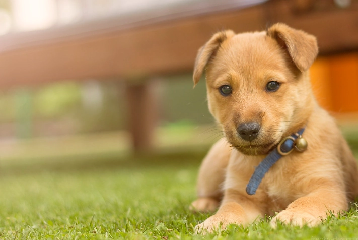 狗肚臍健康問題