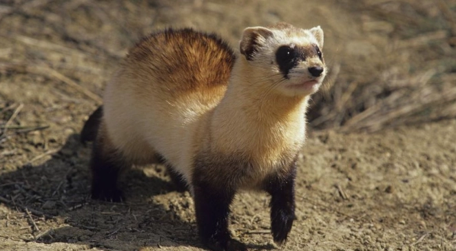 如何延長雪貂壽命 如何延長雪貂壽命