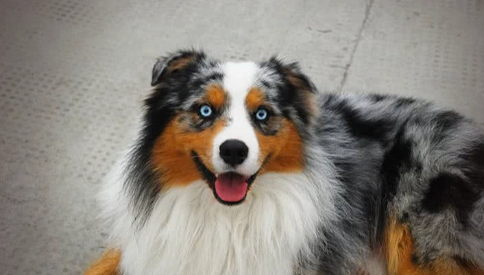 迷你澳洲牧羊犬飼養