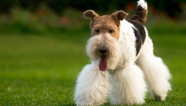 剛毛獵狐梗犬 性格