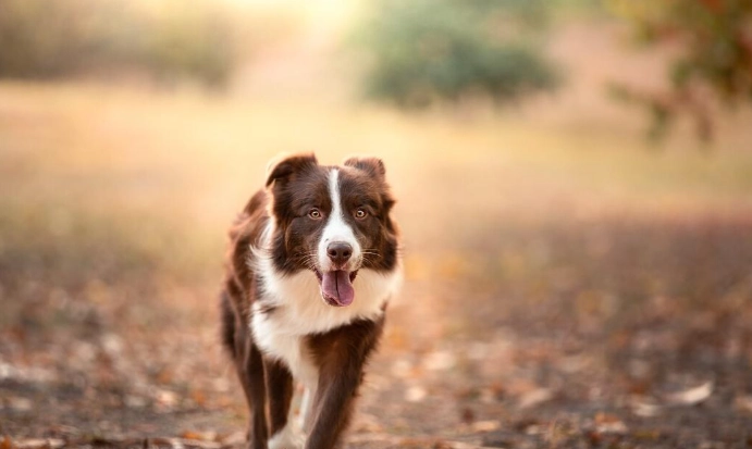 邊境牧羊犬智商 邊境牧羊犬智商